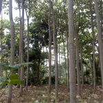 balsa-tree