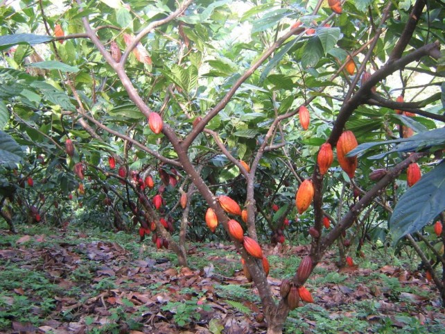 Cacao-Tree